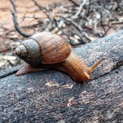 Pygmipanda kershawi (Kershaw's Panda-Snail) at Kosciuszko National Park - 16 Oct 2020 by Philip