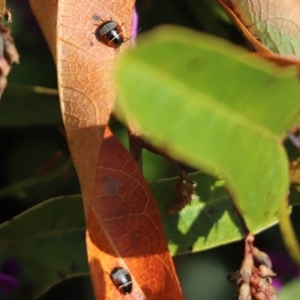 Ellipsidion australe at Cook, ACT - 31 Aug 2021