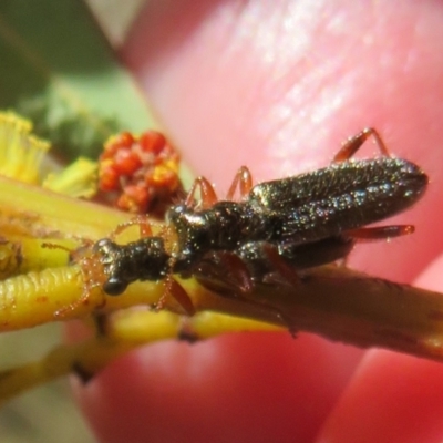 Lemidia subaenea (Clerid beetle) at Dunlop, ACT - 1 Sep 2021 by Christine