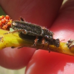 Lemidia subaenea at Dunlop, ACT - 1 Sep 2021 11:25 AM