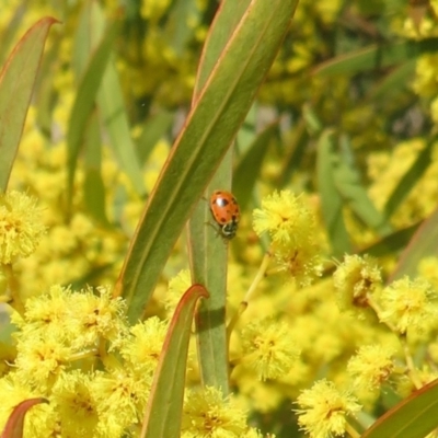 Hippodamia variegata (Spotted Amber Ladybird) at West Belconnen Pond - 1 Sep 2021 by Christine