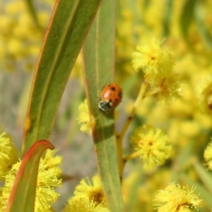 Hippodamia variegata at Dunlop, ACT - 1 Sep 2021