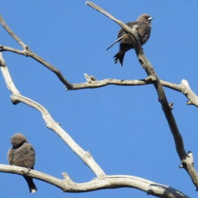 Artamus cyanopterus (Dusky Woodswallow) at Stromlo, ACT - 1 Sep 2021 by HelenCross