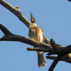 Philemon corniculatus at Kambah, ACT - 2 Sep 2021