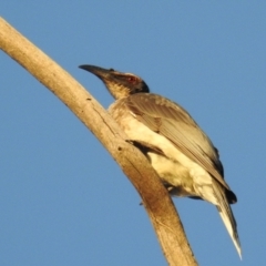 Philemon corniculatus at Kambah, ACT - 2 Sep 2021