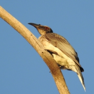 Philemon corniculatus at Kambah, ACT - 2 Sep 2021