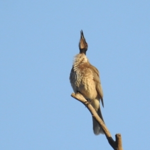 Philemon corniculatus at Kambah, ACT - 2 Sep 2021