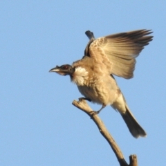 Philemon corniculatus at Kambah, ACT - 2 Sep 2021 04:59 PM