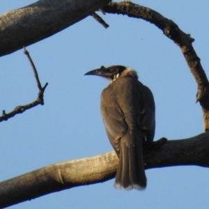 Philemon corniculatus at Kambah, ACT - 2 Sep 2021 04:59 PM