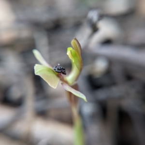 Chiloglottis trapeziformis at Currawang, NSW - suppressed