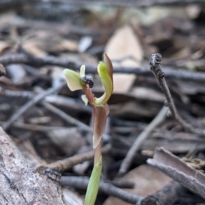 Chiloglottis trapeziformis at Currawang, NSW - suppressed