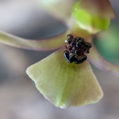 Chiloglottis trapeziformis at Currawang, NSW - suppressed