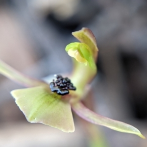 Chiloglottis trapeziformis at Currawang, NSW - suppressed