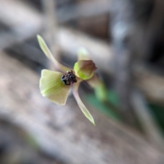 Chiloglottis trapeziformis at Currawang, NSW - suppressed