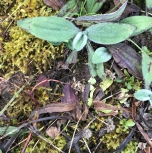 Plantago sp. at Red Hill, ACT - 29 Aug 2021 04:47 PM