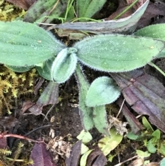 Plantago sp. at Red Hill, ACT - 29 Aug 2021 04:47 PM