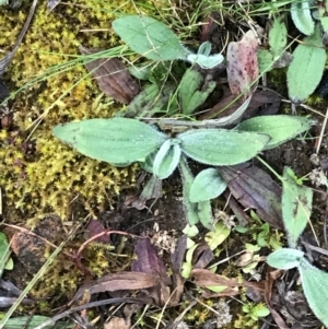 Plantago sp. at Red Hill, ACT - 29 Aug 2021 04:47 PM