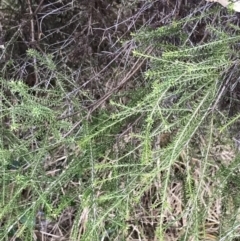 Melaleuca parvistaminea at Red Hill, ACT - 29 Aug 2021