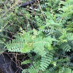 Swainsona galegifolia at Red Hill, ACT - 29 Aug 2021