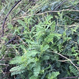 Swainsona galegifolia at Red Hill, ACT - 29 Aug 2021