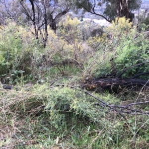 Swainsona galegifolia at Red Hill, ACT - 29 Aug 2021 04:35 PM