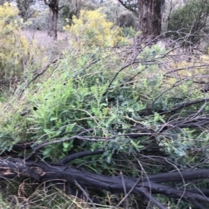 Swainsona galegifolia at Red Hill, ACT - 29 Aug 2021