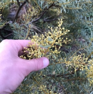 Acacia decora at Red Hill, ACT - 29 Aug 2021