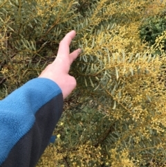 Acacia decora at Red Hill, ACT - 29 Aug 2021