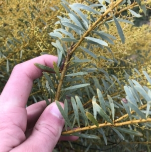 Acacia decora at Red Hill, ACT - 29 Aug 2021