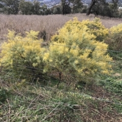 Acacia decora at Red Hill, ACT - 29 Aug 2021