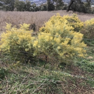 Acacia decora at Red Hill, ACT - 29 Aug 2021