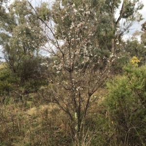 Prunus cerasifera at Red Hill, ACT - 29 Aug 2021