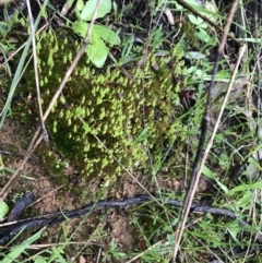 Bryaceae (family) at Red Hill, ACT - 29 Aug 2021