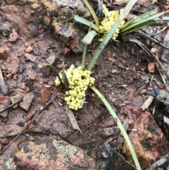 Lomandra bracteata (Small Matrush) at Deakin, ACT - 29 Aug 2021 by Tapirlord