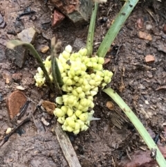 Lomandra bracteata at Deakin, ACT - 29 Aug 2021