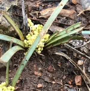 Lomandra bracteata at Deakin, ACT - 29 Aug 2021