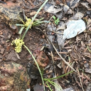 Lomandra bracteata at Deakin, ACT - 29 Aug 2021