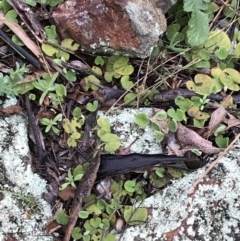 Dichondra repens at Deakin, ACT - 29 Aug 2021 04:16 PM