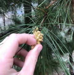 Pinus radiata (Monterey or Radiata Pine) at Deakin, ACT - 29 Aug 2021 by Tapirlord