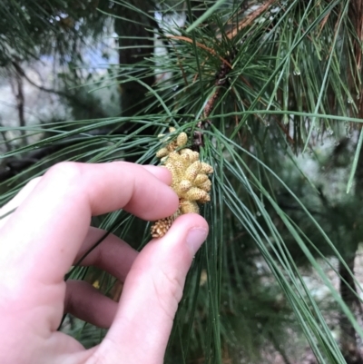Pinus radiata (Monterey or Radiata Pine) at Deakin, ACT - 29 Aug 2021 by Tapirlord