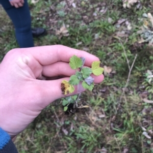 Marrubium vulgare at Deakin, ACT - 29 Aug 2021