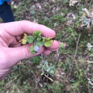 Marrubium vulgare at Deakin, ACT - 29 Aug 2021