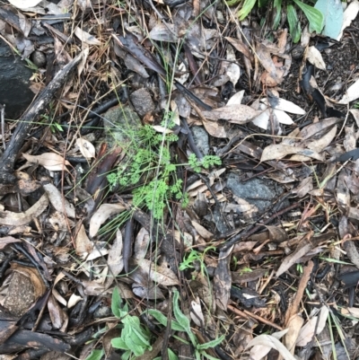 Daucus glochidiatus (Australian Carrot) at Curtin, ACT - 29 Aug 2021 by Tapirlord