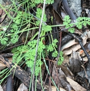 Daucus glochidiatus at Curtin, ACT - 29 Aug 2021 04:12 PM