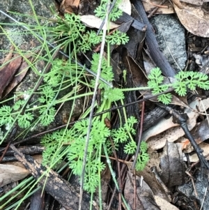 Daucus glochidiatus at Curtin, ACT - 29 Aug 2021 04:12 PM