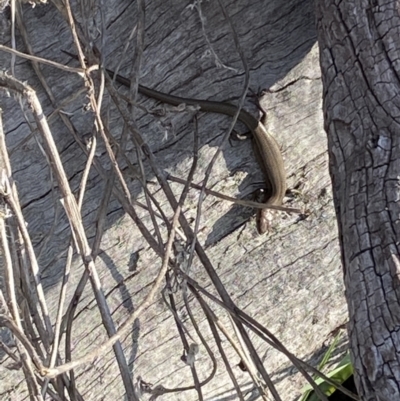 Lampropholis delicata (Delicate Skink) at Macarthur, ACT - 2 Sep 2021 by RAllen