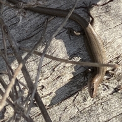 Lampropholis delicata at Macarthur, ACT - 2 Sep 2021