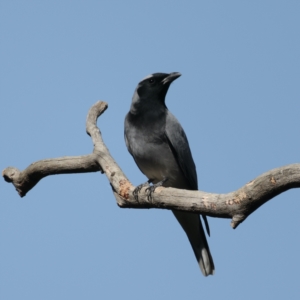 Coracina novaehollandiae at Majura, ACT - 2 Sep 2021