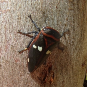 Eurymela fenestrata at Holt, ACT - 2 Sep 2021