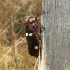 Eurymela fenestrata at Holt, ACT - 2 Sep 2021